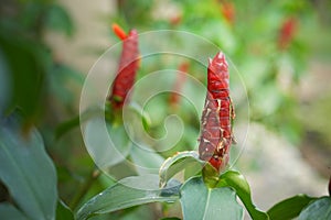 Indian Head Ginger flowers,Costus Speciosus