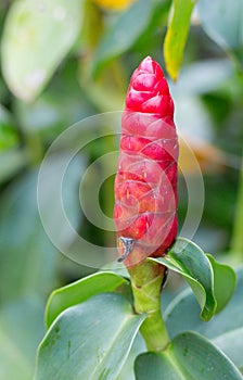 Indian Head Ginger scientific name: Costus speciosus, or Cheilo