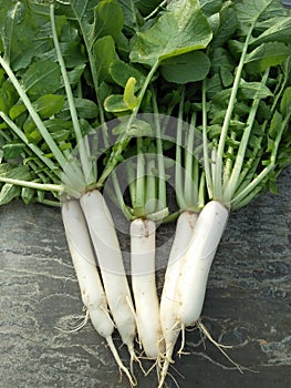 Indian healthy radish from peelia