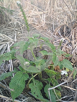 Indian heliotrope, is an annual, hirsute plant isolated photo