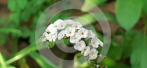 Indian Heliotrope Flowers on Blurred Background