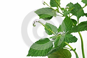 Indian heliotrope or Indian Turnsole Heliotropium indicum a medicinal herb plant, the weed hirsute plant with velvety green photo