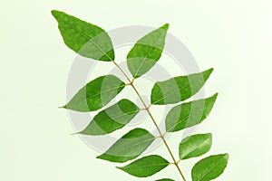 Indian herb curry leaves or curry patta closeup on white background