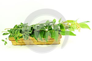 Indian herb curry leaves or curry patta closeup on white background