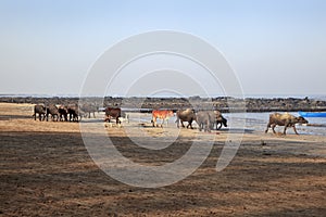 Indian herd spend a day at Seaside