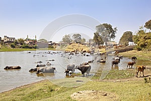 Indian herdmsan watering his cattle