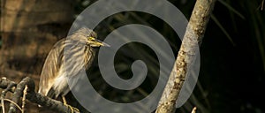 Indian heron sitting on a brunch in the winter morning