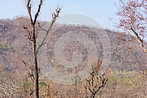 Indian Hill Forest and Trees during Summer Season photo