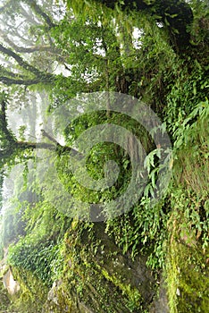 Lush tropical rain forest in the Himalayas