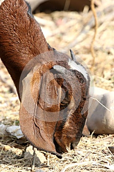 Indian himalyan goat photo