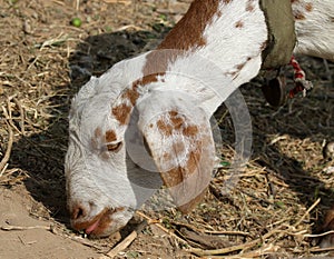 Indian himalyan goat photo