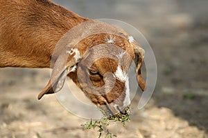 Indian himalyan goat