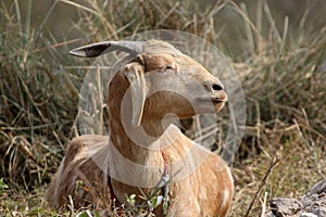 Indian himalyan goat photo