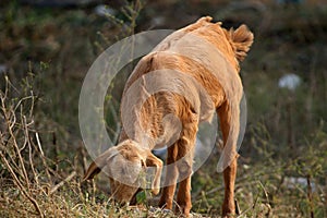 Indian himalyan goat photo