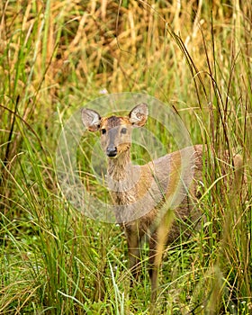 Indian hog deer or Axis porcinus closeup with eye contact in natural green background at pilibhit national park or tiger reserve