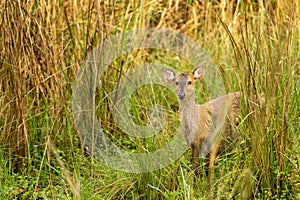 Indian hog deer or Axis porcinus closeup with eye contact in natural green background at pilibhit national park or tiger reserve