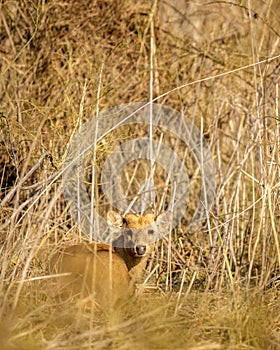 Indian hog deer or Axis porcinus portrait with eye contact at dhikala zone of jim corbett national park or forest uttarakhand