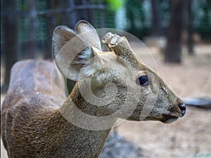 Indian Hog Deer with the cut-off horns.