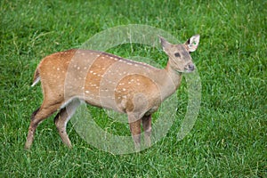 Indian hog deer Hyelaphus porcinus