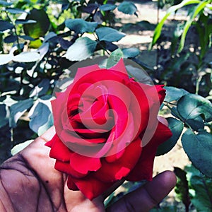 AN INDIAN HOLDING A DARK RED ROSE FOR HER ROSE