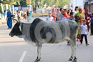 Indian holy cow