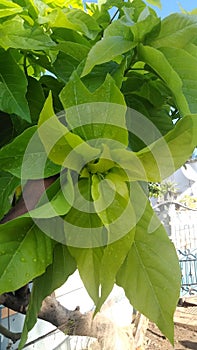 Indian home indoorplant leaves