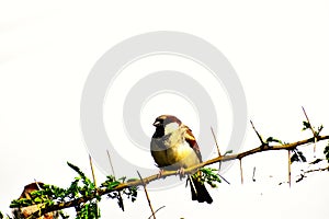 Indian home sparrow