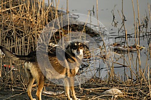 Indian homeless pariah dog near water pond finding food