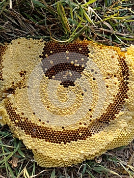 Indian honey bee