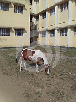 Indian horse with catty look...