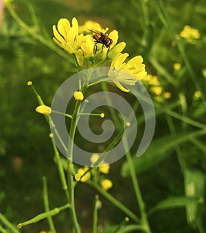 A Indian Hunny Bee on mustard flower