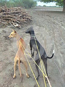 Indian hunting dogs kanni and chippiparai standing with a pride in the hunting field