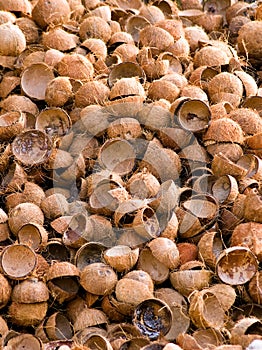 Indian husked coconuts