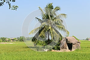 Indian Hut With Coconut Tree