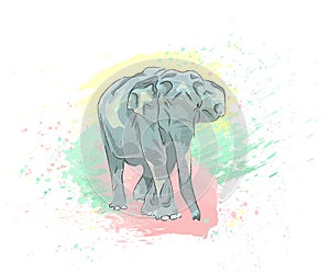 Indian ink hand drawn elephant with watercolor splashes background