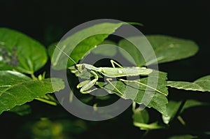 Insects, praying mantis on green leaf