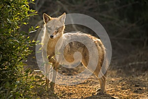 Indian Jackal alert