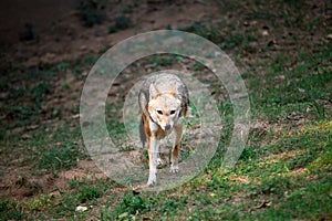 Indian jackal