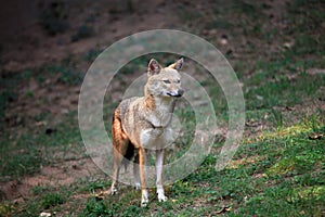 Indian jackal