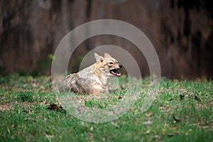 Indian jackal