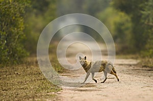 Indian Jackal, Canis aureus, Bharatpur, Rajasthan, India