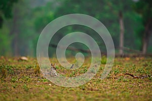 Indian Jackal, Canis aureus indicus calmly sitting and observing the behavior possible prey