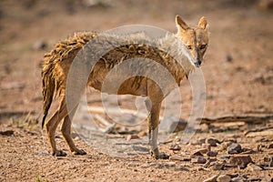 Indian Jackal, Canis aureus indicus closeup