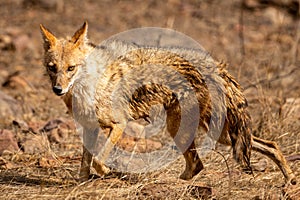 Indian jackal or Canis aureus indicus or golden jackal in action at ranthambore national park or tiger reserve sawai madhopur