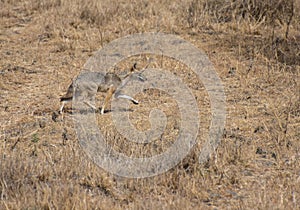 Indian Jackal Canis aureus indicus running in the Grassland