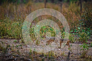 Indian Jackal, Canis aureus mating pair