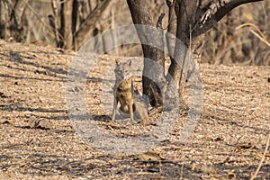 Indian Jackal or Golden Jackal Resting