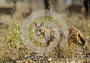 Indian Jackal in the grasses of Pench Tiger Reserve
