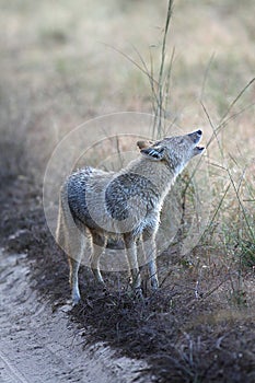 Indian Jackal Making Territorial Call in Kanha National Park, India photo