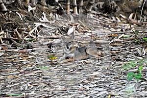 Indian jackal